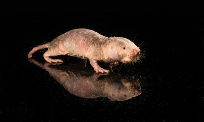 Naked Mole Rat’s Longevity Gene Gives Mice a Longer Life