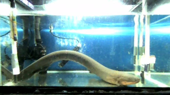 Electric eel’s zap can transfer genes to nearby animals