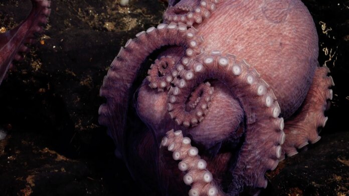 Biologists discover four new octopus species